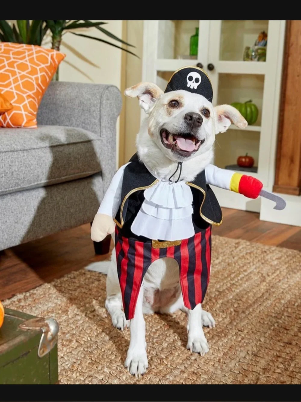 Dog Pirate Halloween Costume